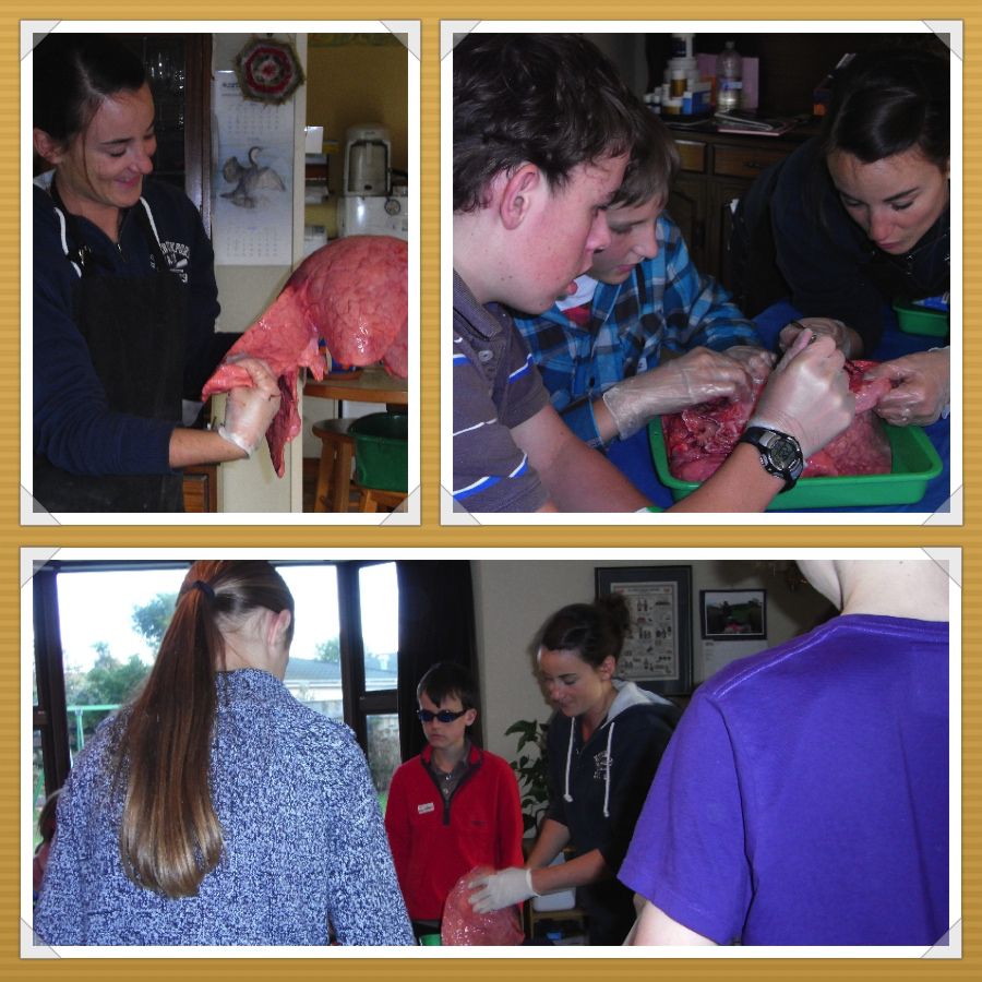 Manawatu Home Educators Dissection Photos